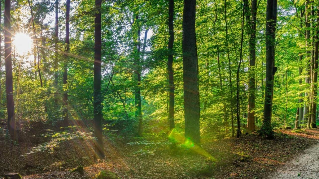 Kraft des Waldviertels