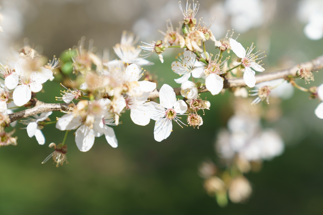 Apfelblüten